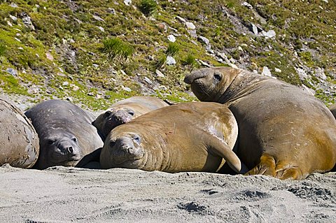 Elephant seals, Moltke Harbour, Royal Bay, South Georgia, South Atlantic