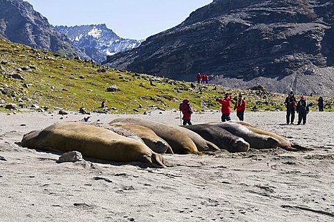 Elephant seals, Moltke Harbour, Royal Bay, South Georgia, South Atlantic