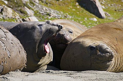 Elephant seals, Moltke Harbour, Royal Bay, South Georgia, South Atlantic