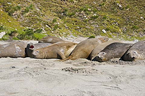 Elephant seals, Moltke Harbour, Royal Bay, South Georgia, South Atlantic