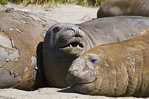 Elephant seals, Moltke Harbour, Royal Bay, South Georgia, South Atlantic