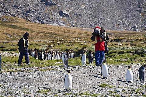 King penguins, Moltke Harbour, Royal Bay, South Georgia, South Atlantic