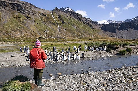 King penguins, Moltke Harbour, Royal Bay, South Georgia, South Atlantic