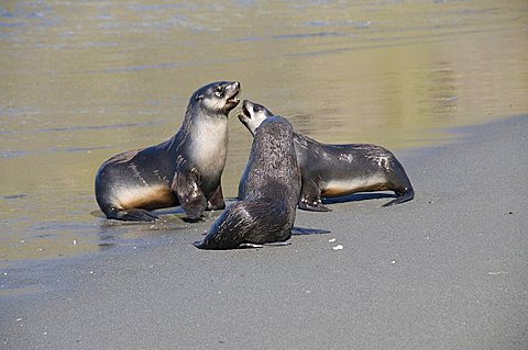 Fur seals, Moltke Harbour, Royal Bay, South Georgia, South Atlantic