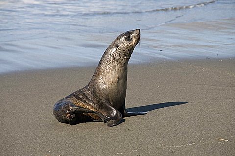 Fur seals, Moltke Harbour, Royal Bay, South Georgia, South Atlantic