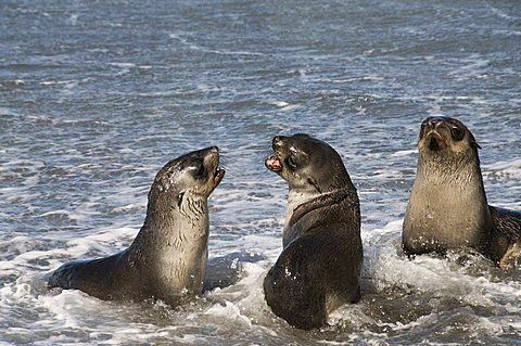 Fur seals, Moltke Harbour, Royal Bay, South Georgia, South Atlantic