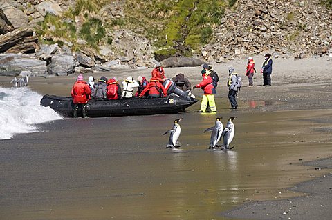 King penguins, Moltke Harbour, Royal Bay, South Georgia, South Atlantic