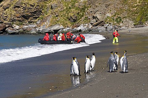 King penguins, Moltke Harbour, Royal Bay, South Georgia, South Atlantic