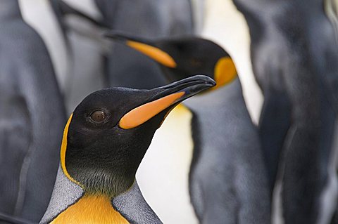 King penguins, St. Andrews Bay, South Georgia, South Atlantic