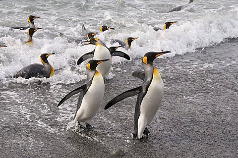 King penguins, St. Andrews Bay, South Georgia, South Atlantic