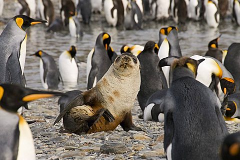 Fur seal and king penguins, St. Andrews Bay, South Georgia, South Atlantic