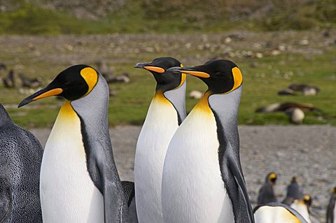 King penguins, St. Andrews Bay, South Georgia, South Atlantic