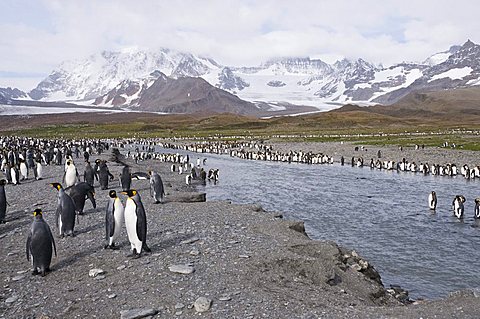 King penguins, St. Andrews Bay, South Georgia, South Atlantic