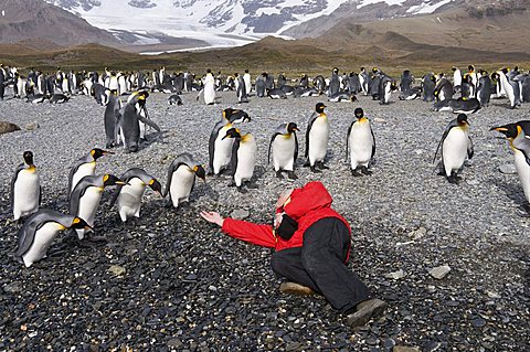 King penguins, St. Andrews Bay, South Georgia, South Atlantic