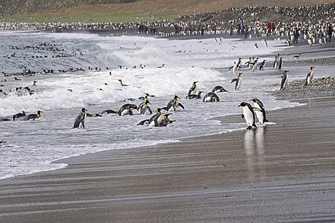 King penguins, St. Andrews Bay, South Georgia, South Atlantic