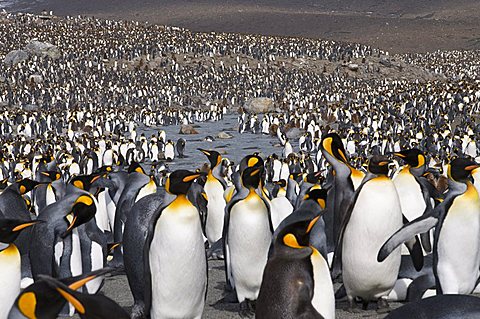 King penguins, St. Andrews Bay, South Georgia, South Atlantic