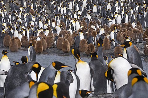 King penguins with brown feathered chicks, St. Andrews Bay, South Georgia, South Atlantic