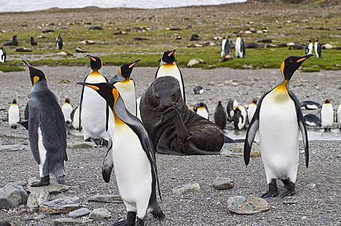 Seal and king penguins, St. Andrews Bay, South Georgia, South Atlantic