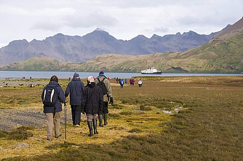 Walking toward Stromness Bay, South Georgia, South Atlantic