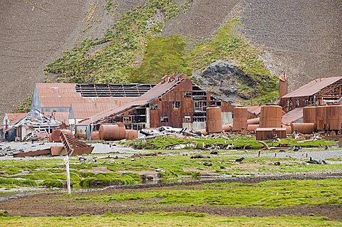 Fur seals in front of Old Whaling station at Stromness Bay, South Georgia, South Atlantic