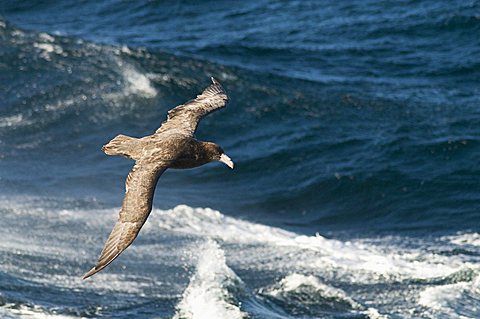 Giant petrel, near Falkland Islands, South Atlantic, South America