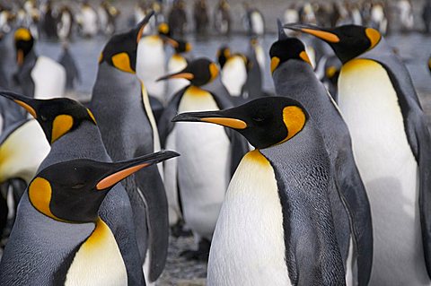 King penguins, St. Andrews Bay, South Georgia, South Atlantic