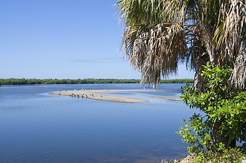 J.N. "Ding" Darling Wildlife Reserve, Sanibel Island, Gulf Coast, Florida, United States of America, North America