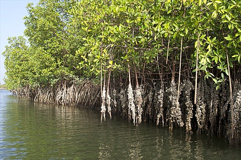 Mangrove swamps with oysters growing up the roots, Makasutu, Gambia, West Africa, Africa 