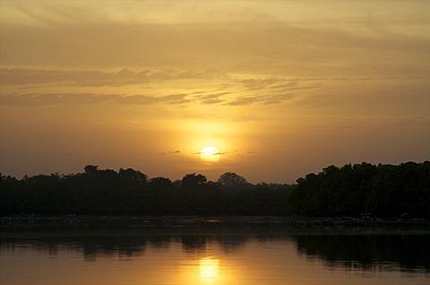 Mangroves at sunset, Gambia, West Africa, Africa