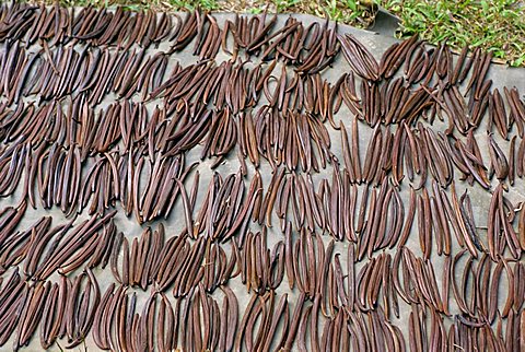 Vanilla pods, Toraja area, Sulawesi, Indonesia, Southeast Asia, Asia