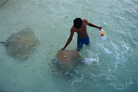 Sting rays, Nakatchafushi, Maldive Islands, Indian Ocean, Asia