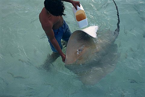 Sting rays, Nakatchafushi, Maldive Islands, Indian Ocean, Asia