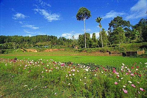 Toraja border area, Sulawesi, Indonesia, Southeast Asia, Asia