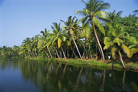 Typical backwater scene, waterway fringed by palm trees, canals and rivers are used as roadways, Kerala, India, Asia