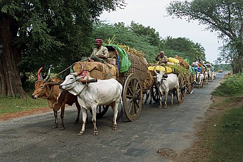 A line of bullock carts on a country road, the main transport for local residents, Tamil Nadu, India, Asia