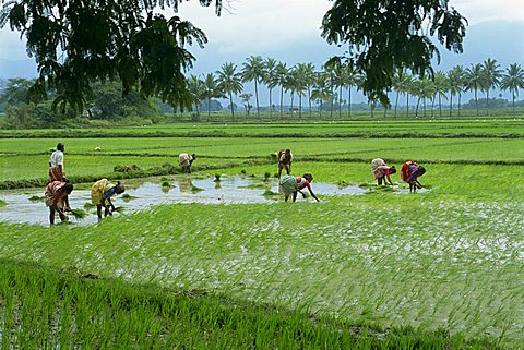 Workers in the rice fields near Madurai, Tamil Nadu state, India, Asia