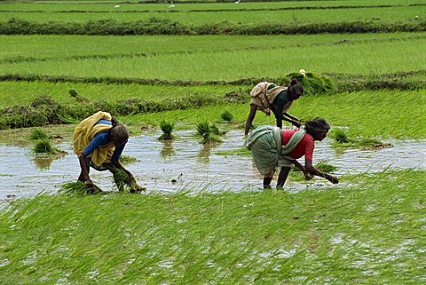 Workers in the rice fields near Madurai, Tamil Nadu state, India, Asia