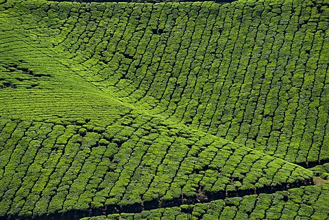 Tea country, Western Ghats near Munnar, Kerala state, India, Asia