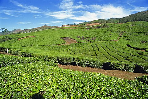 Tea country, Western Ghats near Munnar, Kerala state, India, Asia