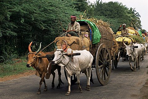 Bullock carts are the main means of transport for local residents, Tamil Nadu state, India, Asia