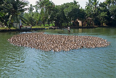 Typical backwater scene of ducks herded onto rice fields for fattening, Kerala state, India, Asia