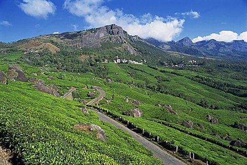 Landscape of tea gardens or plantations, and mountains, in the Tea country high in the Western Ghats, near Munnar, Kerala, India, Asia