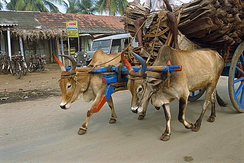 Bullock carts are still the main means of transport for locals, Tamil Nadu state, India, Asia