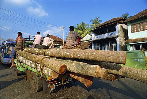 Transporting coconut trees to saw mill, Kerala state, India, Asia