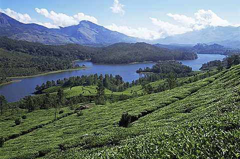 Tea country high in the Western Ghats near Munnar, Kerala state, India, Asia