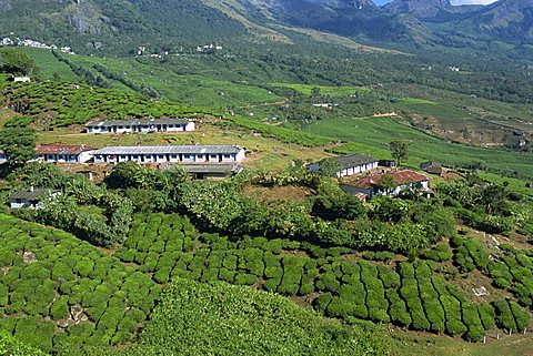 Tea country, Western Ghats near Munnar, Kerala state, India, Asia