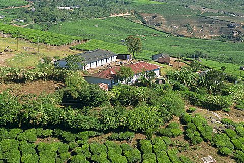 Tea country, Western Ghats near Munnar, Kerala state, India, Asia