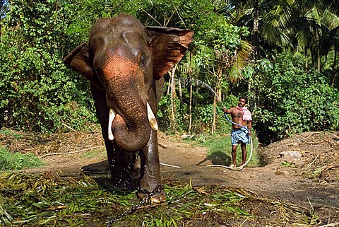 Hosing down elephant, Punnathur Kotta Elephant Fort, housing fifty elephants, financed by temples, Kerala state, India, Asia