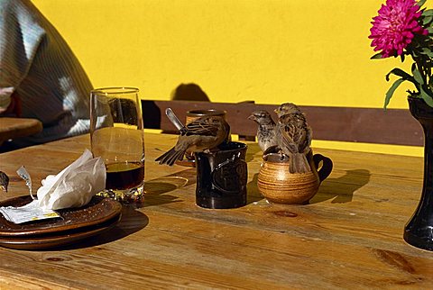 Birds on cafe table, Old Tallinn, Estonia, Baltic States, Europe