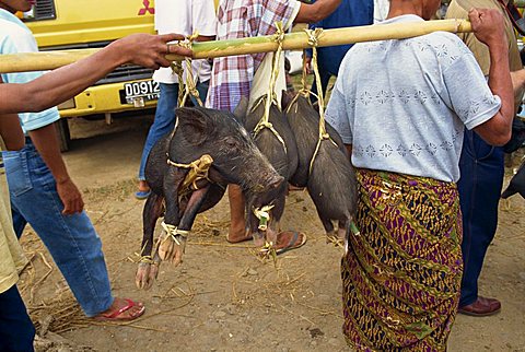 Pig market, Rantepao, Toraja area, Sulawesi, Indonesia, Southeast Asia, Asia